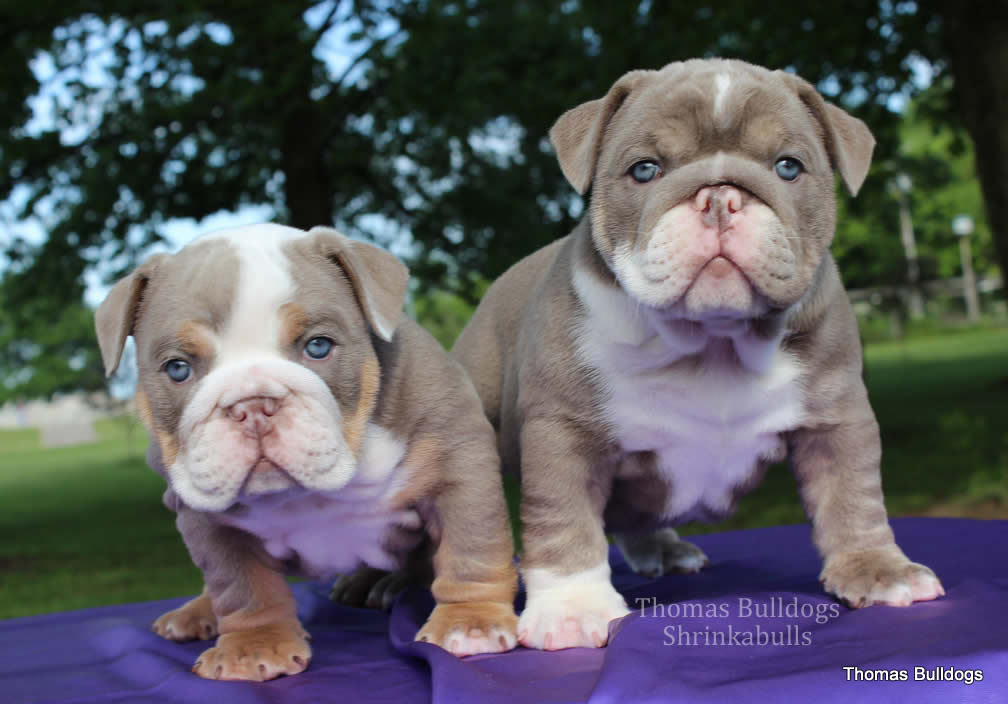 lilac british bulldog puppies for sale