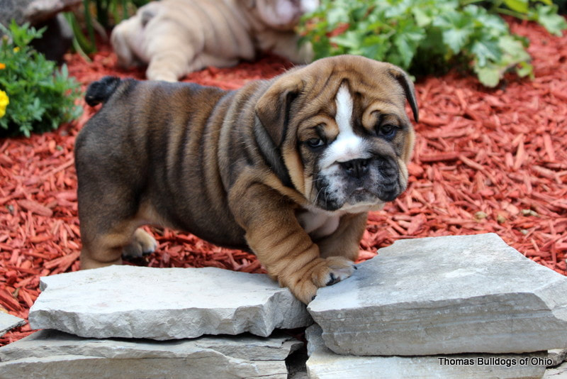 COLORS AND PRICING | HOW MUCH DOES AN ENGLISH BULLDOG COST