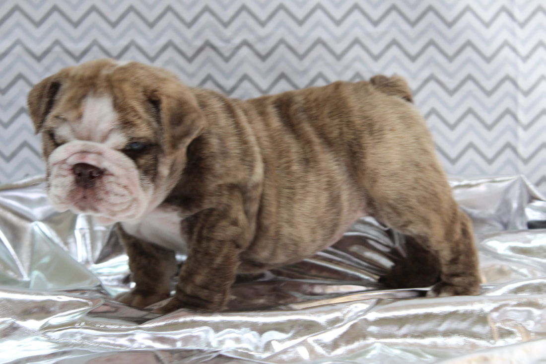 COLORS AND PRICING HOW MUCH DOES AN ENGLISH BULLDOG COST