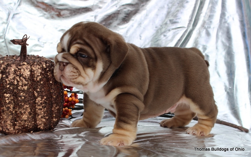 chocolate bulldog puppy
