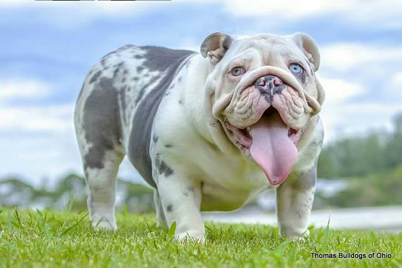 COLORS AND PRICING HOW MUCH DOES AN ENGLISH BULLDOG COST